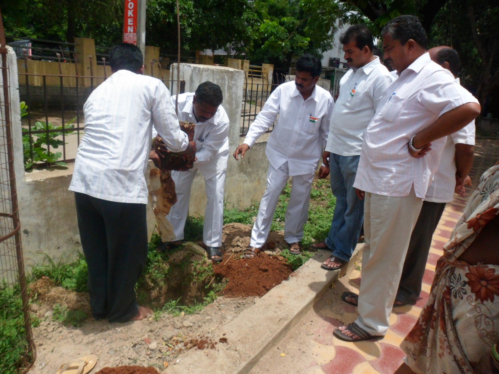 Tree Plantation